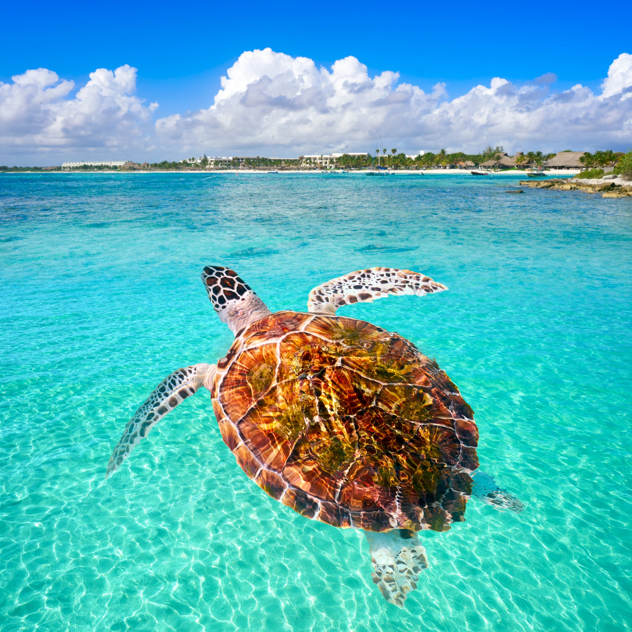 what to do in maya riviera mexico-swim with sea turtle